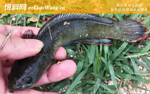 七星鱼:养殖效益