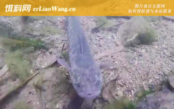 七星鱼:养殖效益