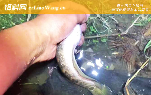 七星鱼:摄食习性