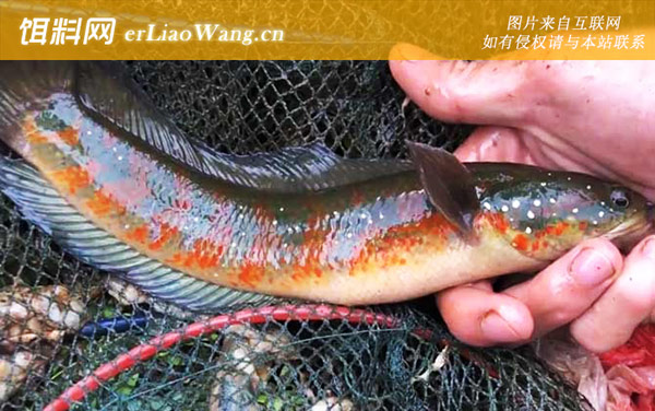 七星鱼:养殖技术