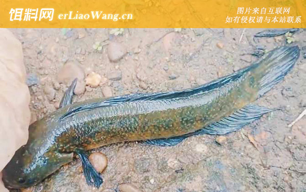 七星鱼:病害防治