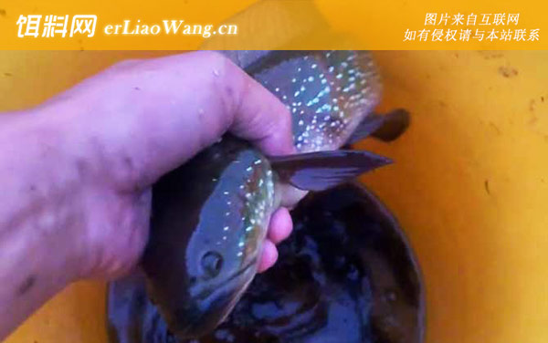 七星鱼:营养价值