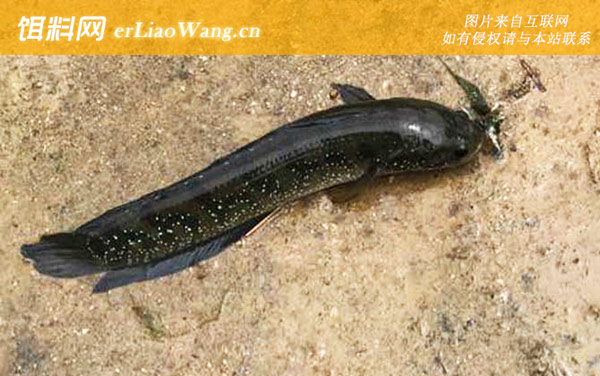 吃野生七星鱼犯法吗-同属物种