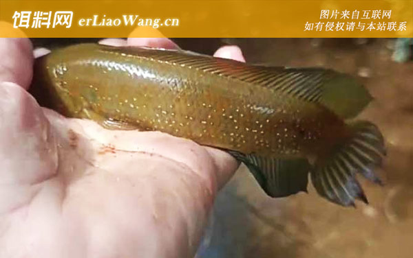 七星鱼:产地分布