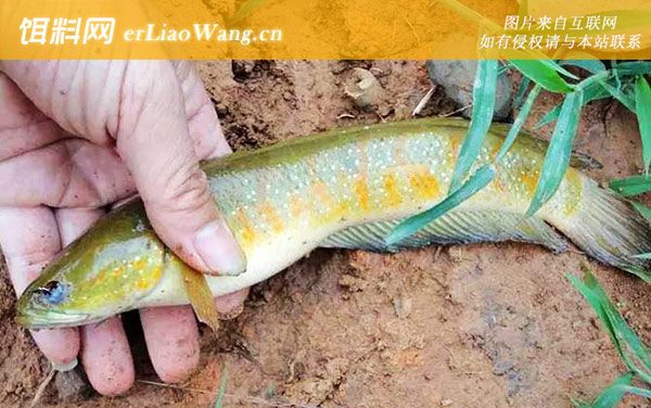 七星鱼:营养价值