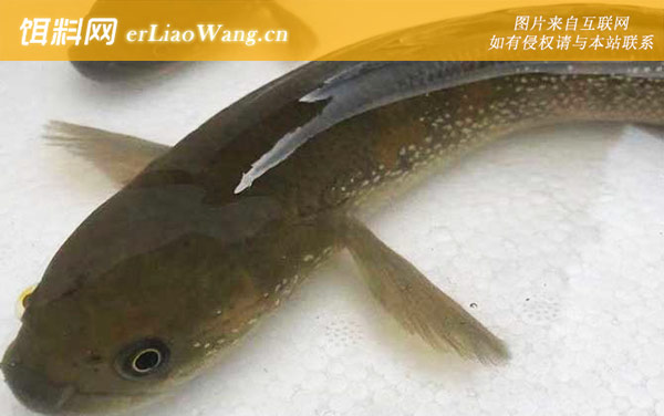 雷龙鱼:摄食习性