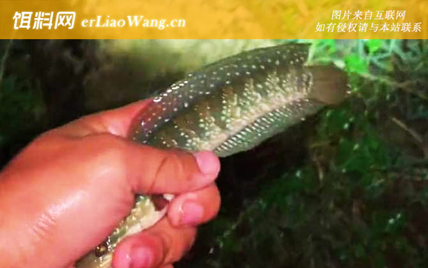 七星鱼:分布范围