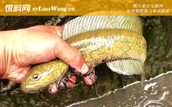 七星鱼:摄食习性