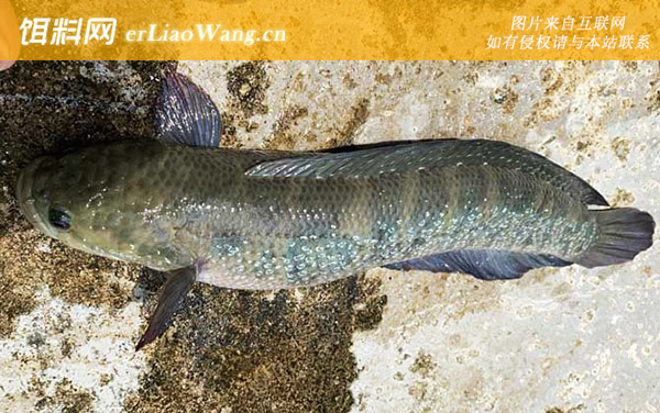 七星鱼:护幼本能