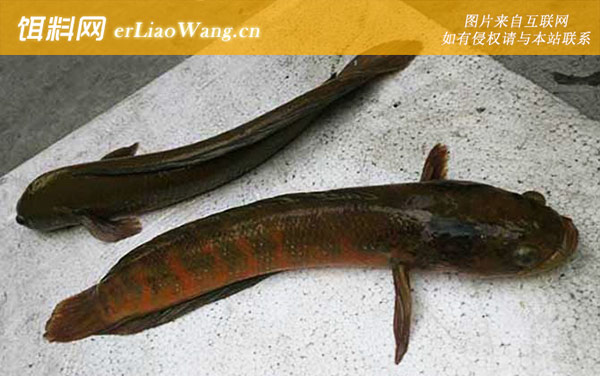 七星鱼:产地分布