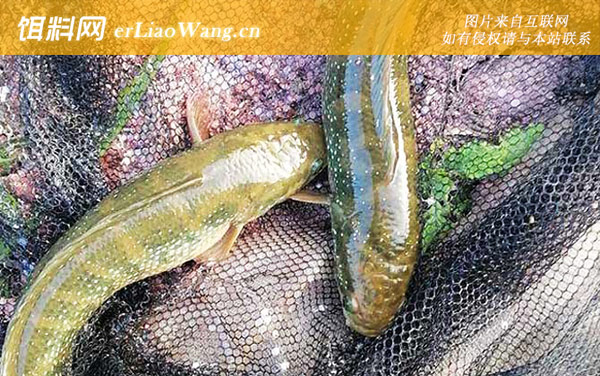 七星鱼:生活习性