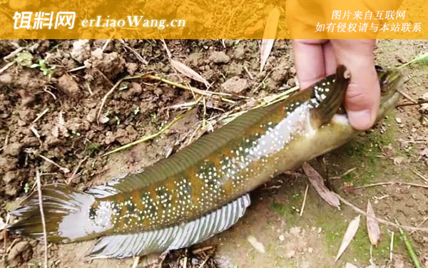 七星鱼:病害防治