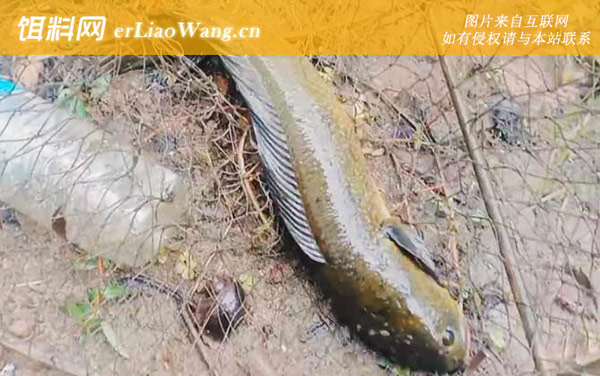 七星鱼:饵料选用