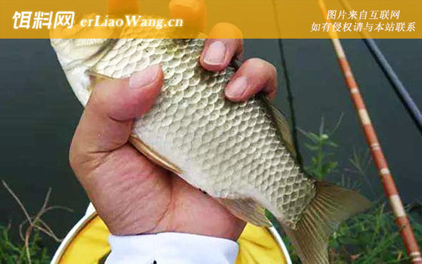 钓鲫鱼:钓点选择