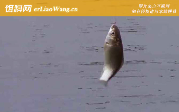 钓鲫鱼:提竿时机