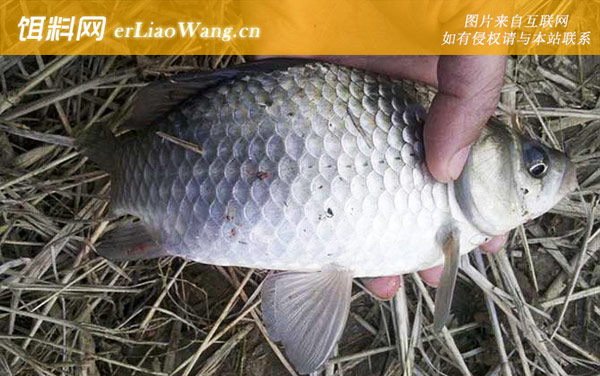 一天中钓鲫鱼的最佳时间-冬季