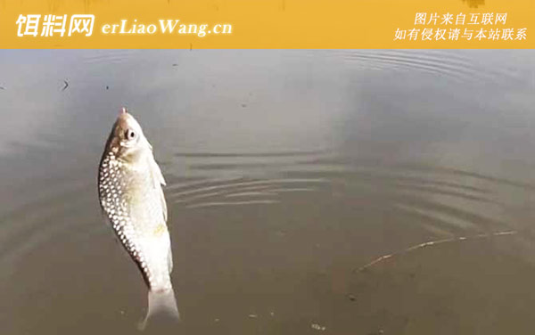 鲫鱼:自制窝料