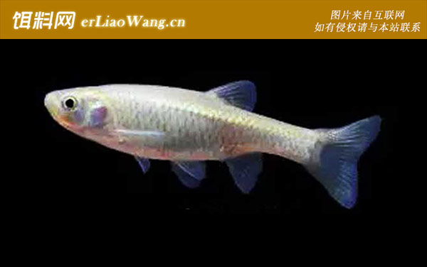 黑鳍鳈:中华细鲫