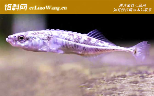 中华九刺鱼:中华九刺鱼