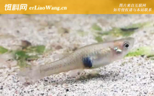 麦穗鱼:分布范围