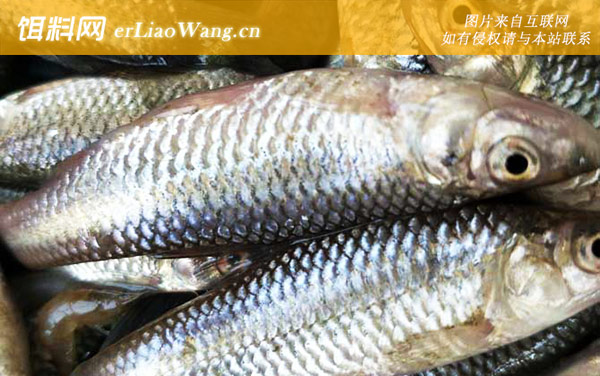 麦穗鱼:生活习性