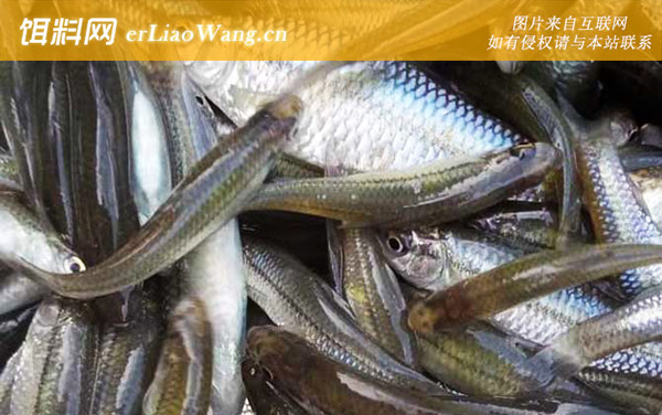 麦穗鱼:生活习性