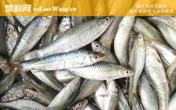 麦穗鱼:生活习性