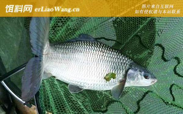 麦鲮鱼是麦穗鱼吗-物种鉴别