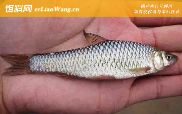 麦穗鱼:饲料投喂