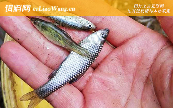 麦穗鱼怎么养在鱼缸里-水质管理