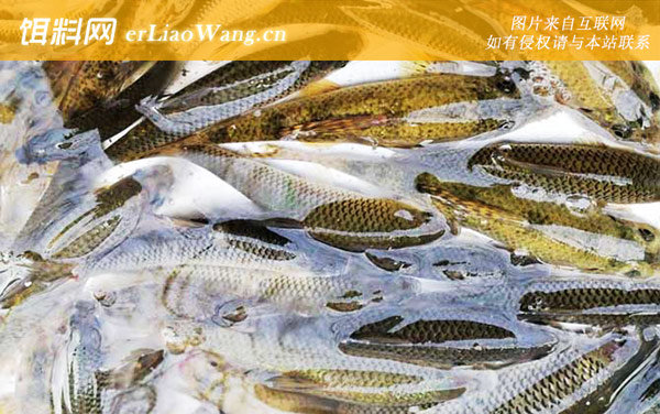 麦穗鱼:病害防治