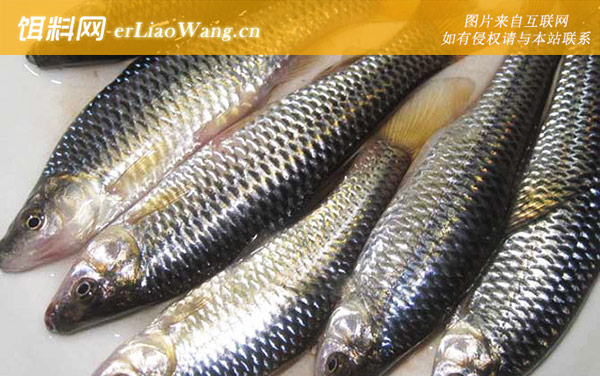 麦穗鱼:营养价值