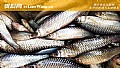 《麦穗鱼养殖亩产量多少斤?》封面图