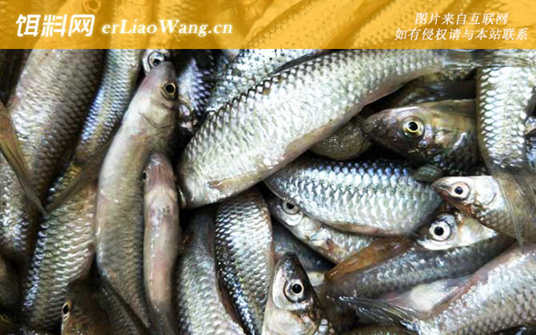 麦穗鱼养殖亩产量多少斤-效益分析