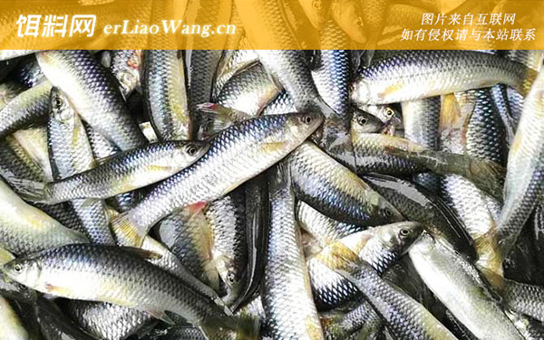 麦穗鱼:鱼苗放养