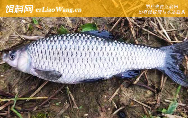 麦穗鱼:代表物种