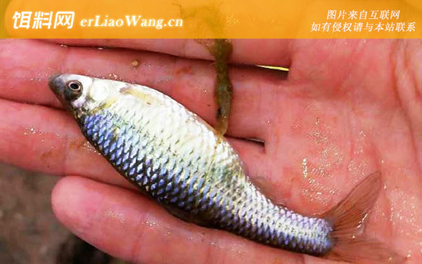 麦穗鱼:分布范围