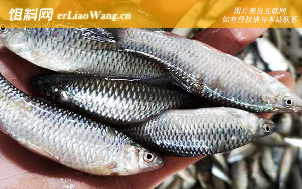 麦穗鱼:生活习性