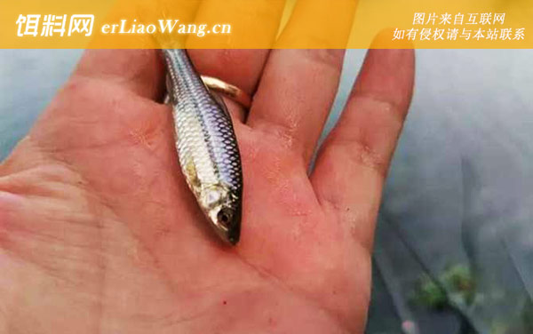 麦穗鱼:雌雄辨别