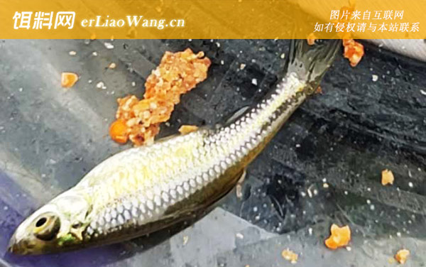 麦穗鱼:生活习性