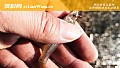 《麦穗鱼长多大才能繁殖?》封面图