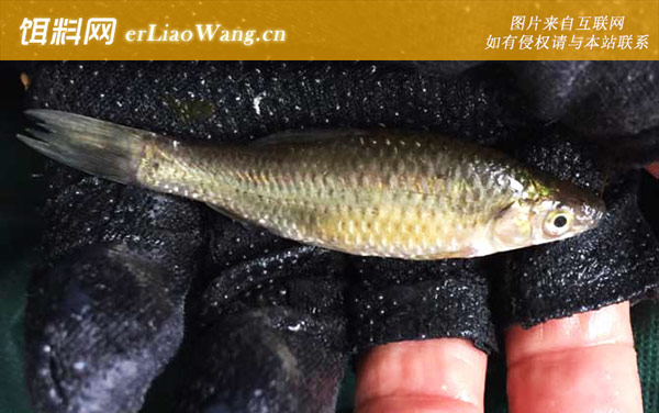 麦穗鱼:繁殖过程