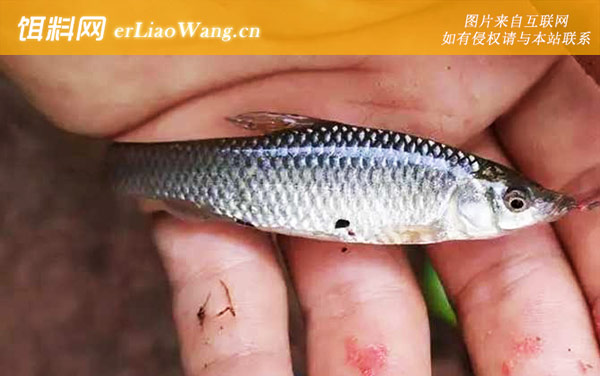 麦穗鱼:鱼卵孵化