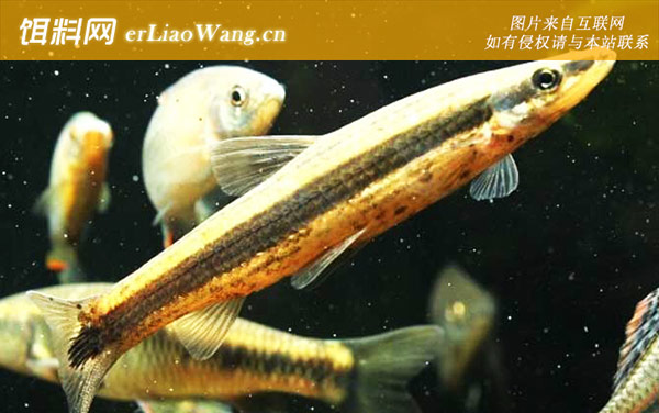 长麦穗鱼:分布范围