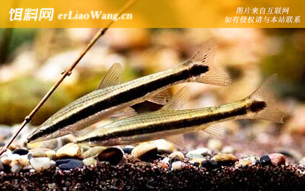 长麦穗鱼:生活习性