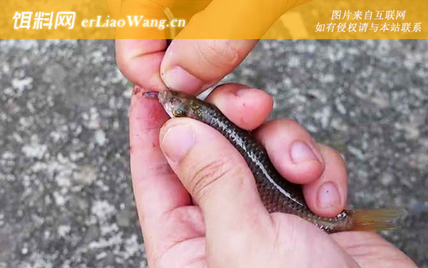 麦穗鱼:栖息环境