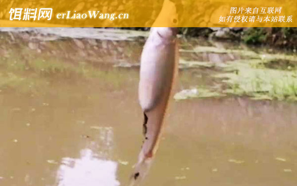 麦穗鱼:栖息环境