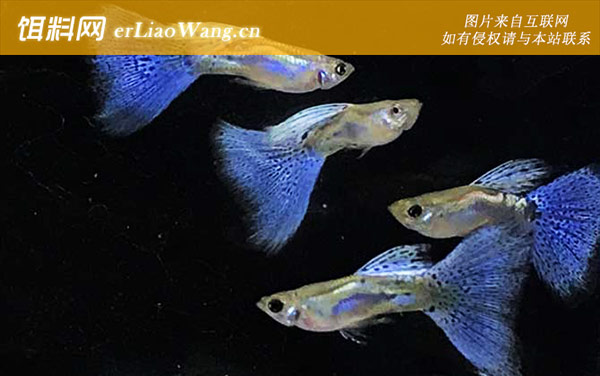 孔雀鱼:栖息环境