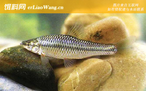 鳑鲏鱼:栖息环境