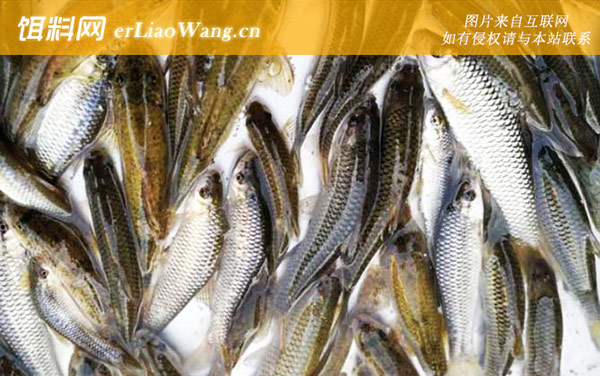 麦穗鱼:分布范围